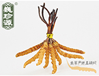 xĲ2.2l/ ڲ x؛r286Ԫ/